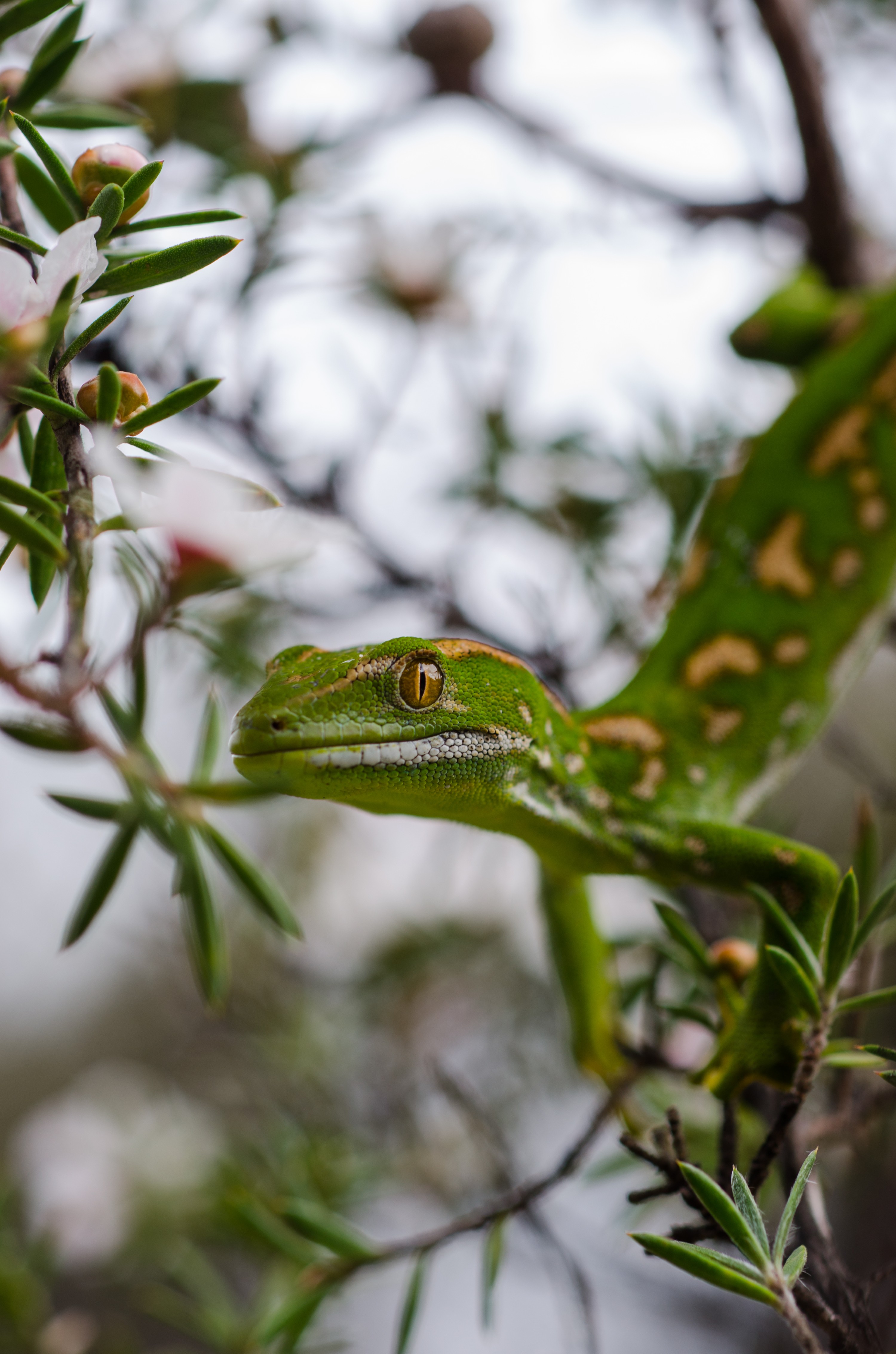 DSC_9395 – Northland, green, gecko, Naultinus, grayii, lizard, far north, north, far, Crispin, reptiles, amphibians, rare, cold, blood, new, new zealand, zealand, nz